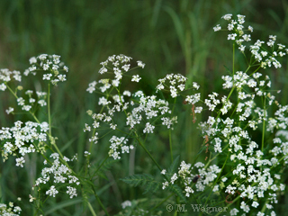 Wiesenkerbel