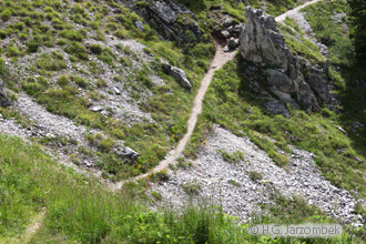habitat-des-hochalpen-perlmutterfalters