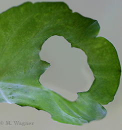 Achateulenraupe--Frassbild-Geranie