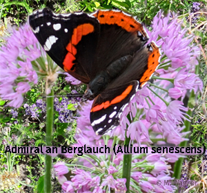 Admiral an Berglauch in der Schmetterlingswiese