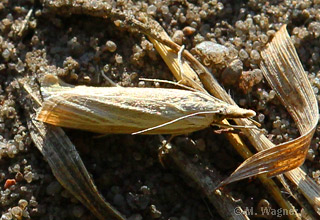 Agriphila-tristella