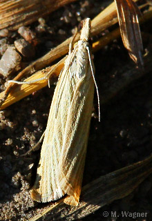 Agriphila-tristella_dorsal