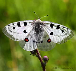 Apollofalter_Kratzdistel