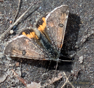 Birkenjungfernkind-28-03-2026