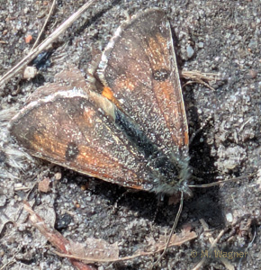 Birkenjungfernkind-28-03-26