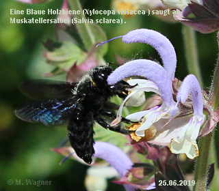 Blaue-Holzbiene-(Xylocopa-violacea)