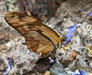 Dryas-iulia-Unterflügel