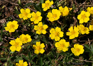 Frühlings-Fingerkraut-(Potentilla-neumanniana)