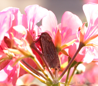 Hausmutter-in-Geranien