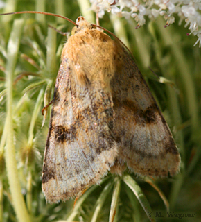 Karden-Sonneneule--Heliothis-viriplaca