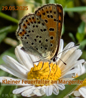 Kleiner-Feuerfalter-auf-Margerite