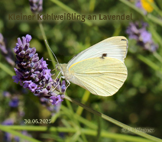 Kleiner-Kohlweißling an Lavendel