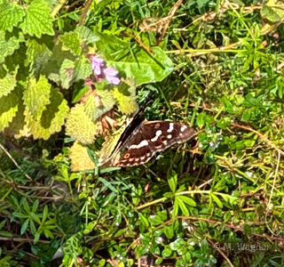 Kleiner-Schillerfalter-(Apatura-ilia)