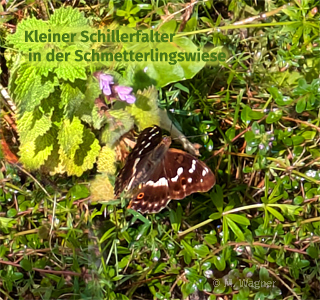 Kleiner-Schillerfalter in der Schmetterlingswiese
