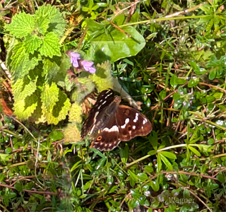 Kleiner-Schillerfalter in der Schmetterlingswiese