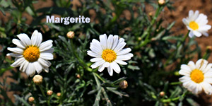Margerite