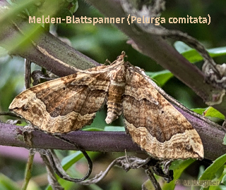 Melden-Blattspanner--Pelurga-comitata