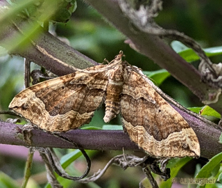Melden-Blattspanner--Pelurga-comitata