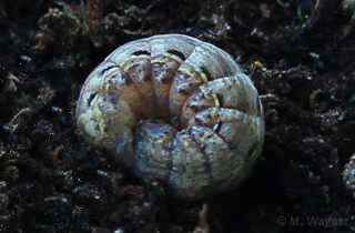 Noctua-pronuba_Raupe-eingerollt