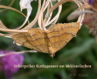 Ockergelber Blattspanner in der Schmetterlingswiese