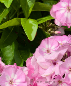 Phlox