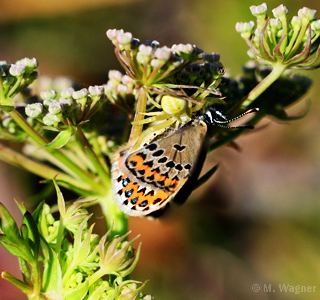 Plebejus--argus-Weibchen_Krabbenspinne