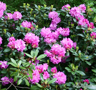 Ackerwinde  Convolvulus arvensis