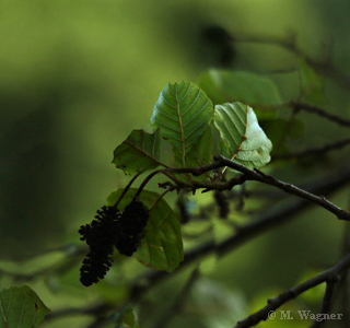 Schwarz-Erle-(Alnus-glutinosa)