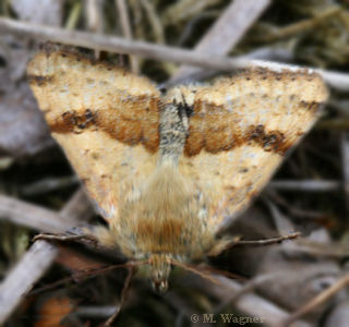 Seideneulchen--Rivula-sericealis