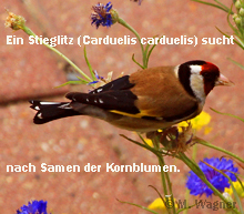Stieglitz (Carduelis-carduelis)