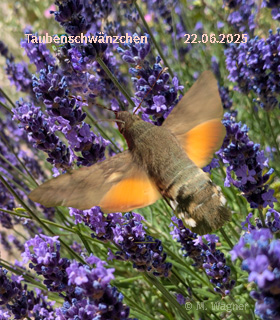 Taubenschwänzchen-an-Lavendel