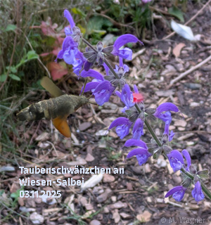 Taubenschwänzchen-an-Wiesen-Salbei