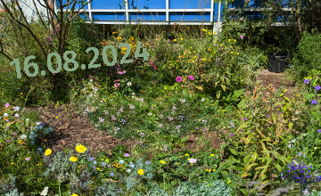 Vorgarten am 16-08-2024