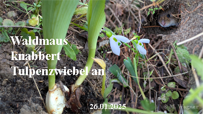 Waldmaus-knabbert-Tulpenzwiebel-an