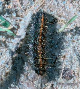 Weisse-Tigermotte-Raupe