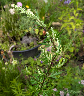 Weißer Gänsefuß (Chenopodium album)