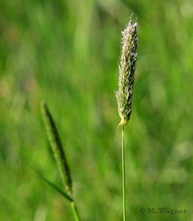 Wiesen-Lieschgras-(Phleum-pratense)