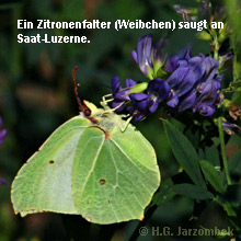 Zitronenfalter_Saat-Luzerne