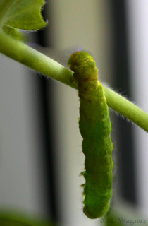 raupe-Achateule-an-geranie-dorsal