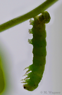 Achateulenraupe--Frassbild-Geranie