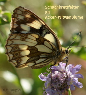 Taubenschwänzchen-an-Lavendel