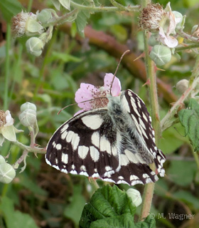 schachbrettfalter-an-brombeere