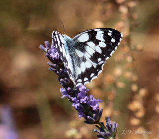 schachbrettfalter-an-lavendel