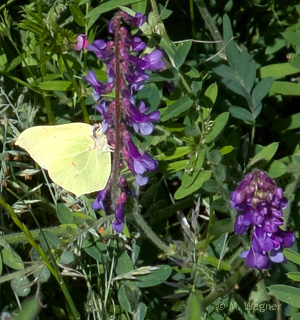 zitronenfalter-an-vogel-wicke