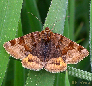 Braune-Tageule dorsal