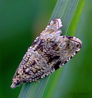 Celypha-lacunana_dorsal