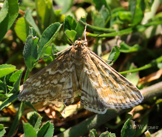 Evergestis frumentalis am 05.06.2022