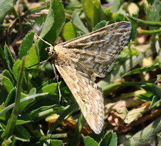 Evergestis frumentalis am 05.06.2022