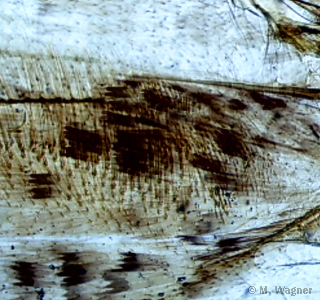 Schmetterlingsflügel-im-Mikroskop