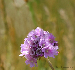 Gemeine Flockenblume